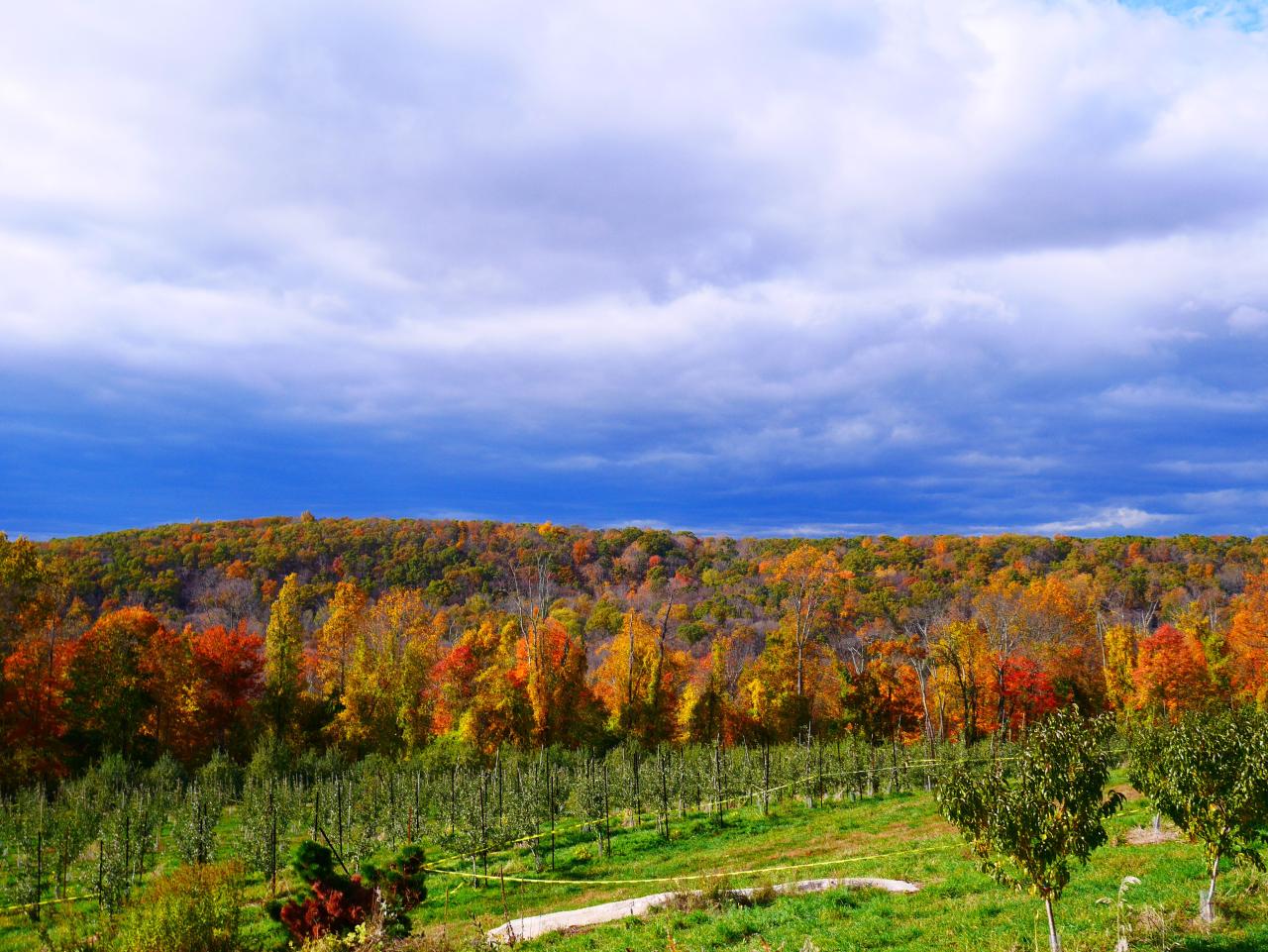 Harvest Moon Orchard: A Treasure Trove of Autumn Fun