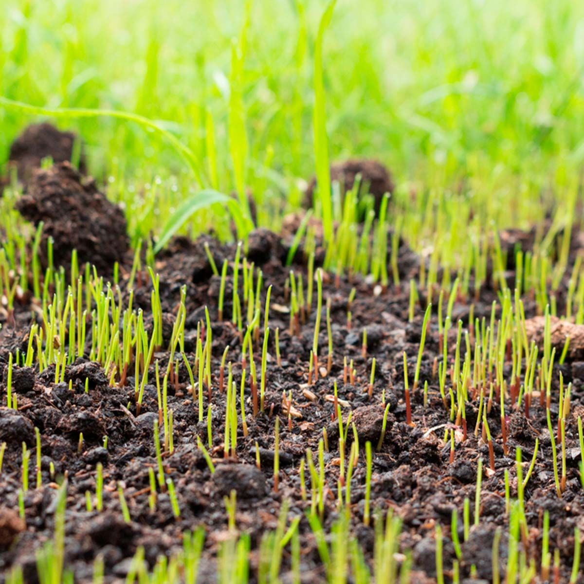 How to Time Your Grass Seed Planting for a Beautiful Lawn