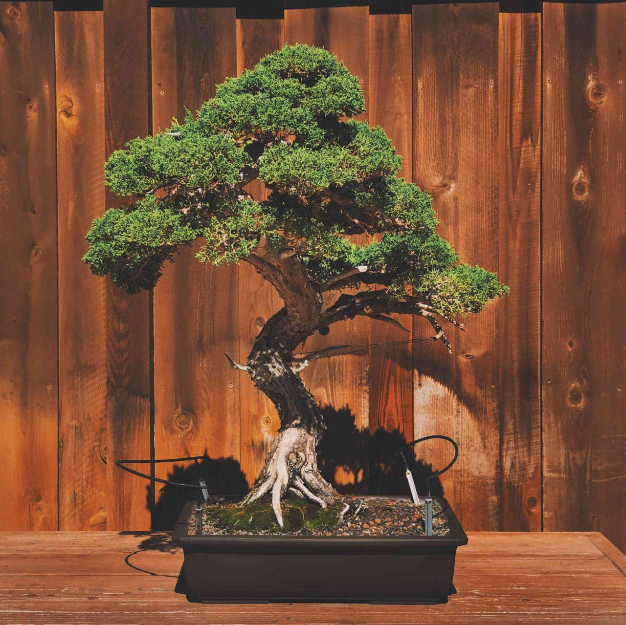 Best Bonsai Pots for Each Tree Style: A Guide to Perfect Harmony