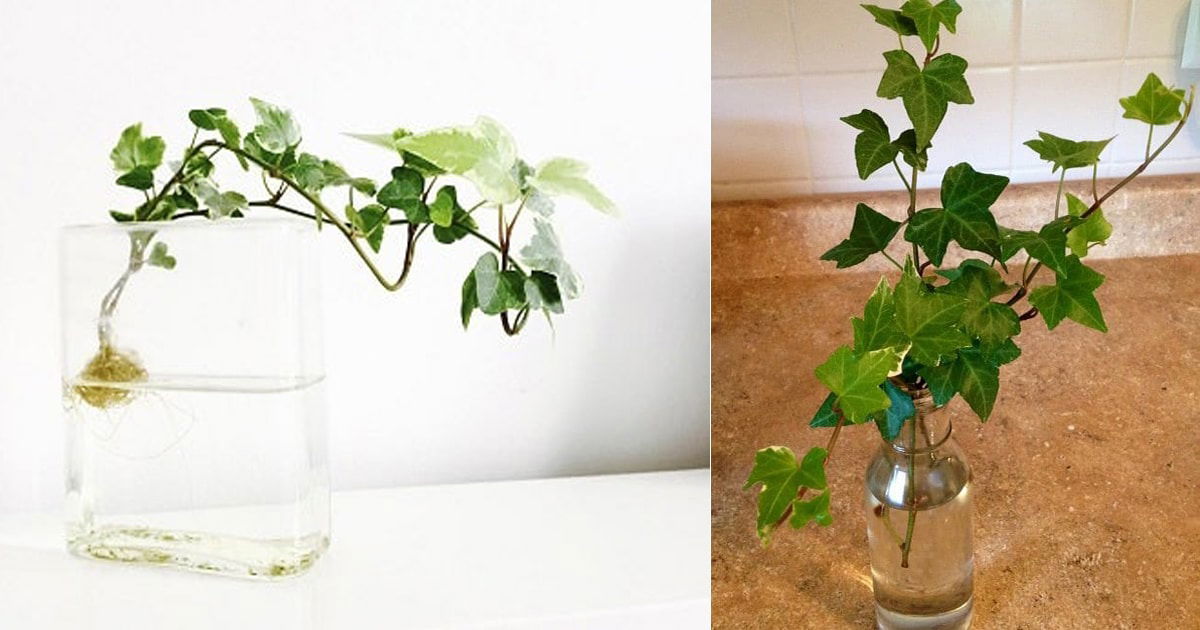 Propagate Ivy: Water & Soil, Step-by-Step