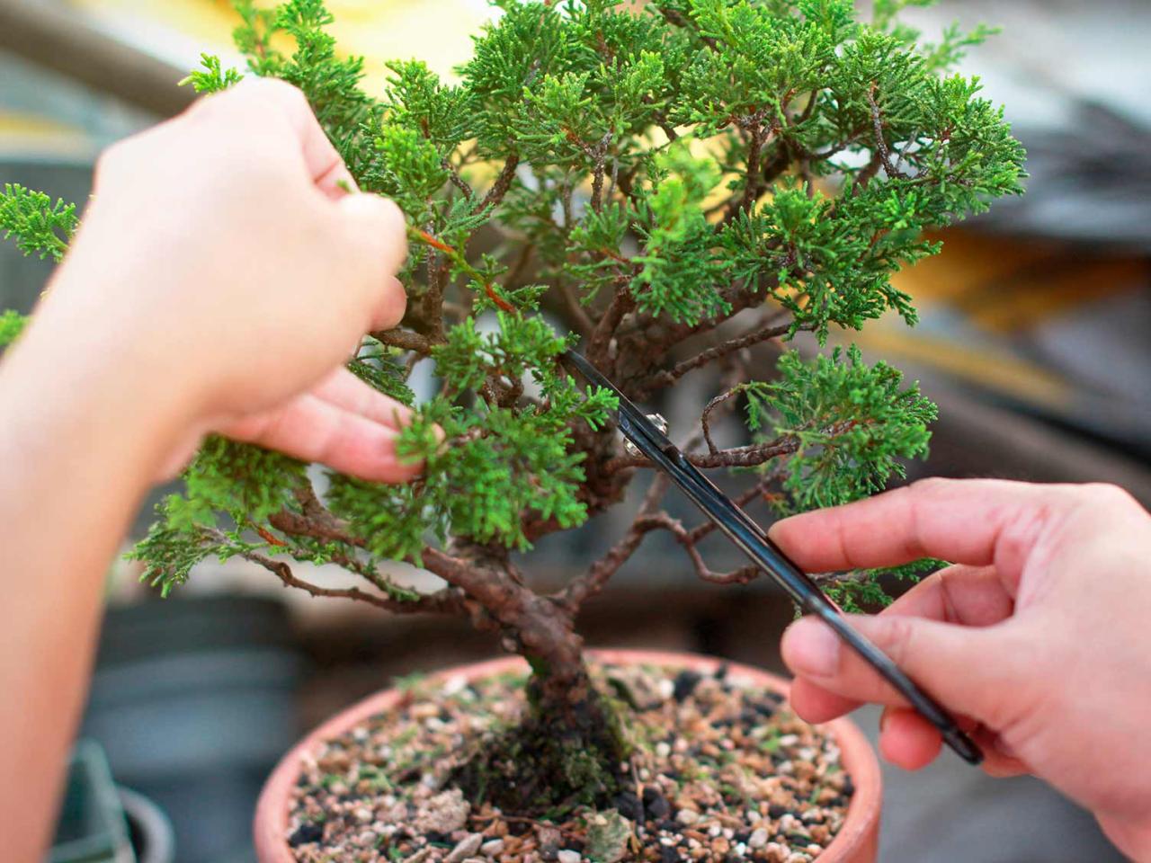 Proven Bonsai Care Tips for Perfectly Pruned Trees