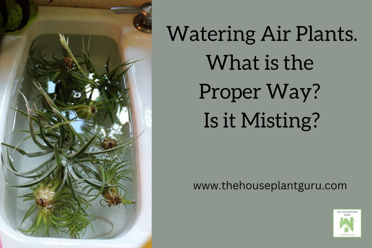 Watering Tips for Large Air Plants: A Guide to Thriving