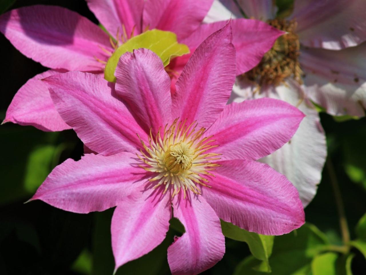 How to Create a Beautiful Garden with Successful Clematis Propagation