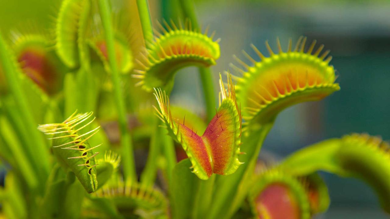 Venus flytraps flytrap