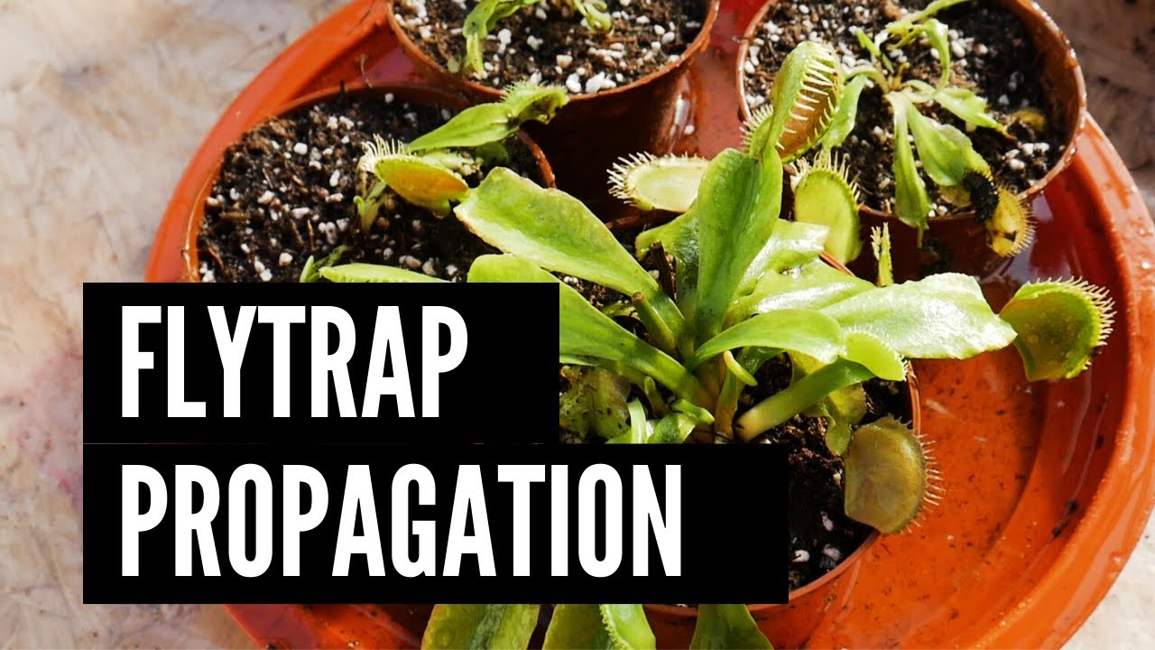 Your Venus Fly Trap Isn't Growing? Try Propagating It With This Method!