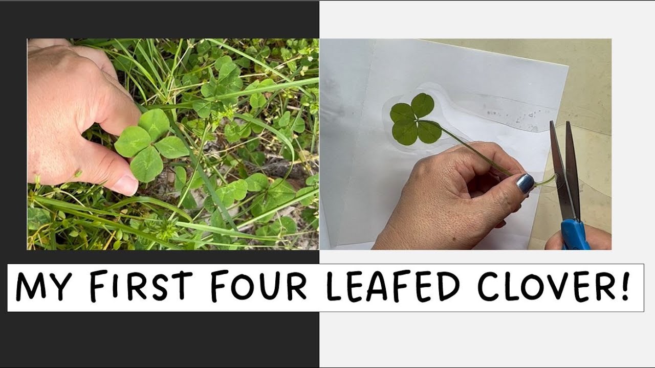 Grow & Preserve Four-Leaf Clovers at Home