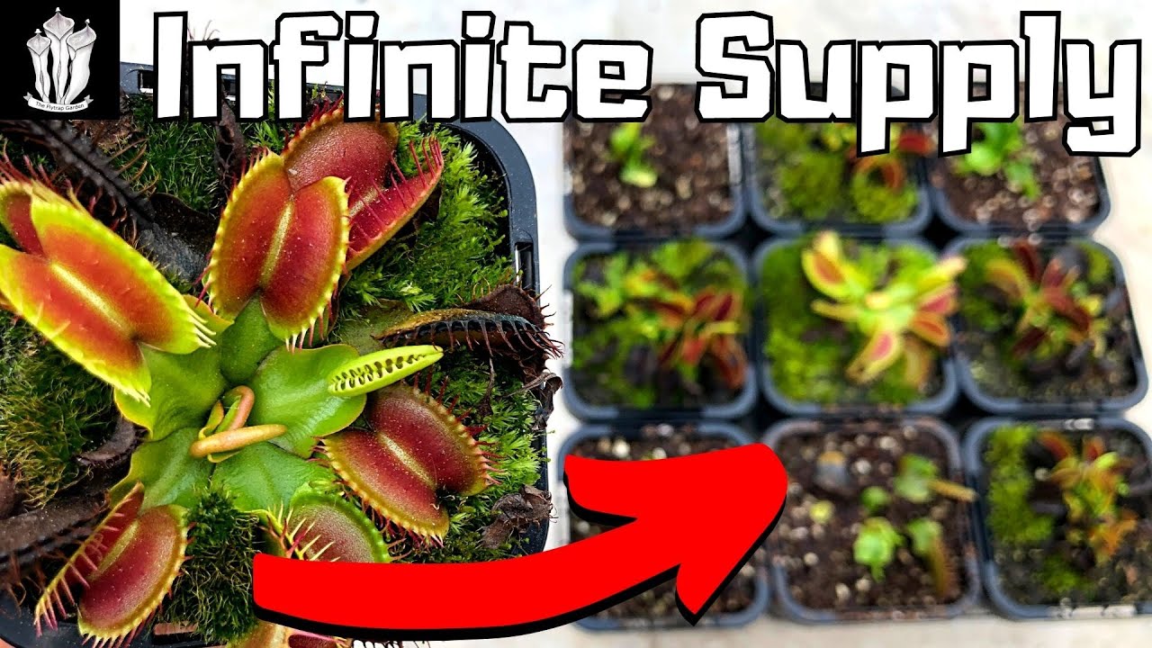 Your Venus Fly Trap Isn't Growing? Try Propagating It With This Method!