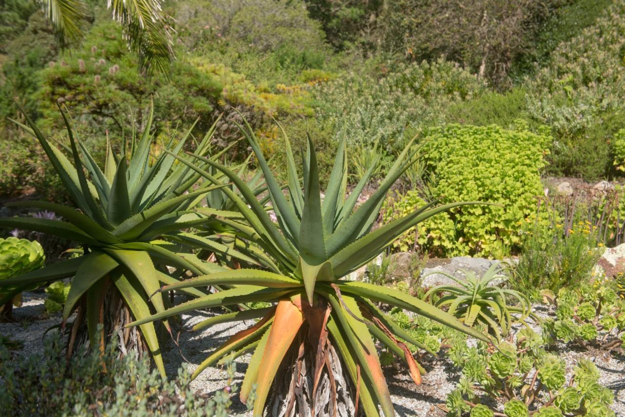 The Perfect Guide to Growing Your Own Spiky Seed Garden